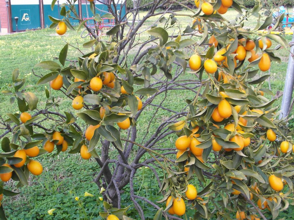 Agriturismo Il Gelsomino Ritrovato Milazzo Dış mekan fotoğraf