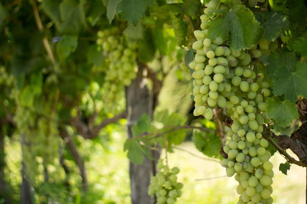 Agriturismo Il Gelsomino Ritrovato Milazzo Dış mekan fotoğraf