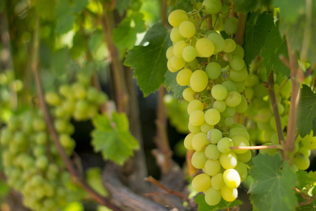 Agriturismo Il Gelsomino Ritrovato Milazzo Dış mekan fotoğraf