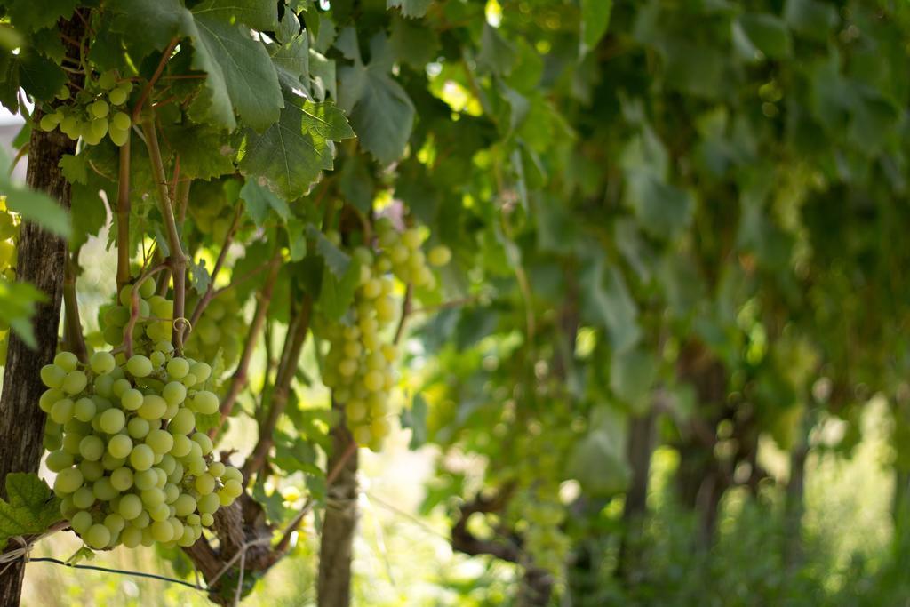 Agriturismo Il Gelsomino Ritrovato Milazzo Dış mekan fotoğraf